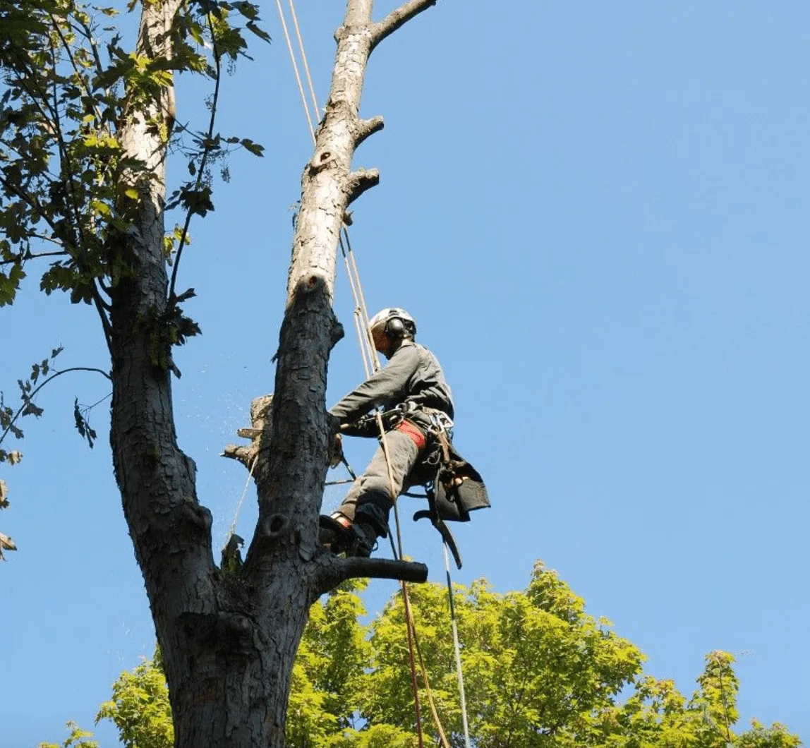 tree pruning seattle