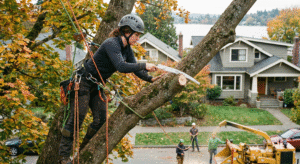 tree pruning seattle