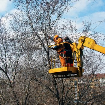 Seattle Tree Trim and Removal