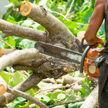 Seattle Tree Trim and Removal